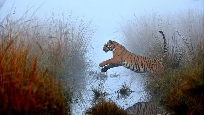 Wildlife Art Gallery
