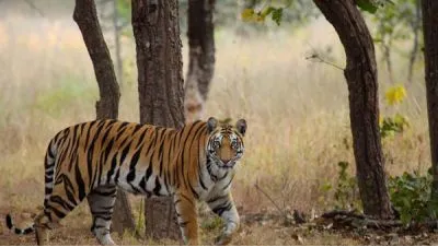 Jim Corbett Tiger Reserve