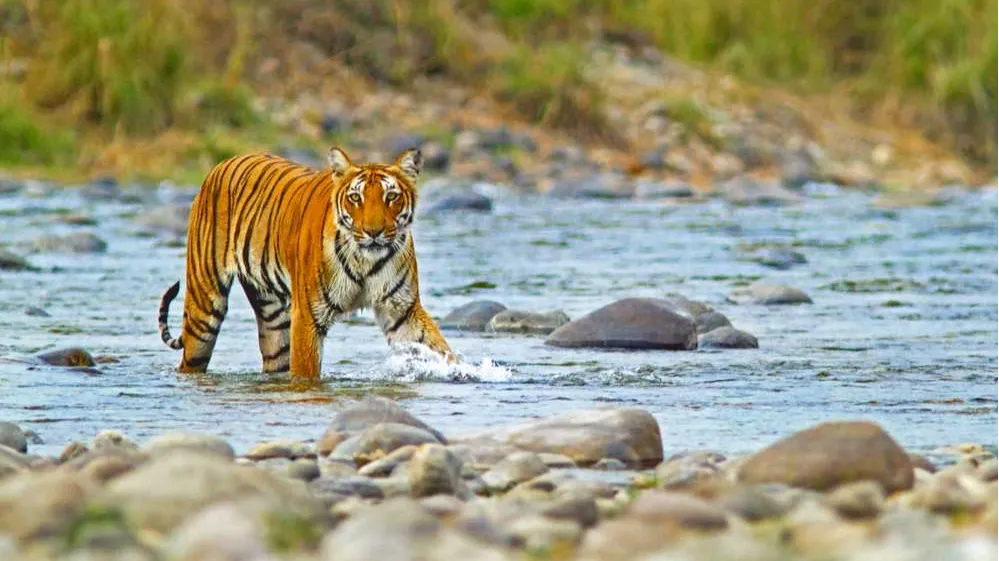 Jim Corbett National Park