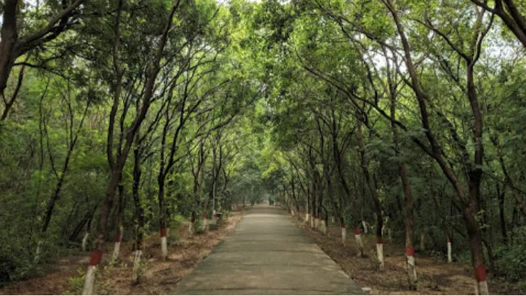  City Forest