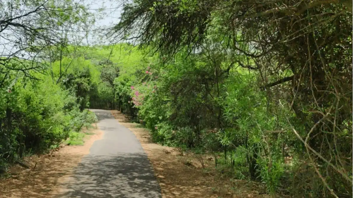 City Forest Park