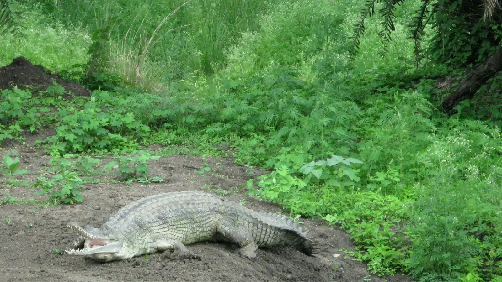 Van Vihar National Park