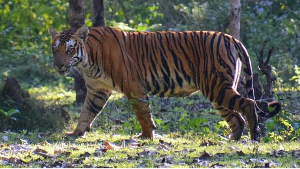 Nagarahole Tiger Reserve