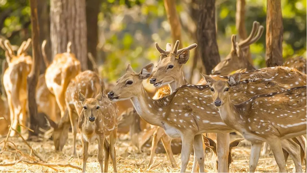 Satmaliya Deer Park