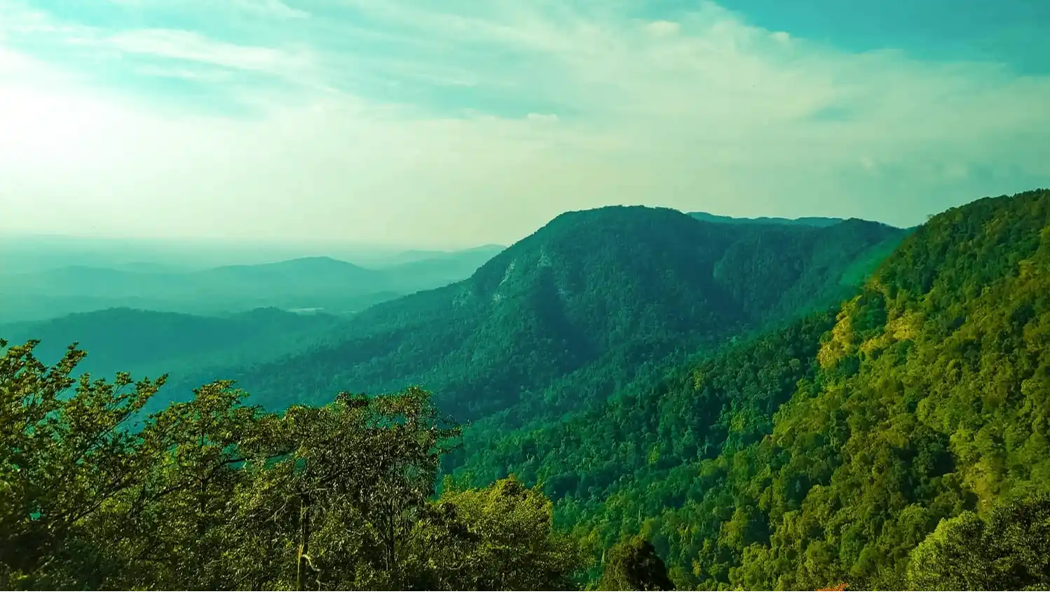 Agumbe Rainforest