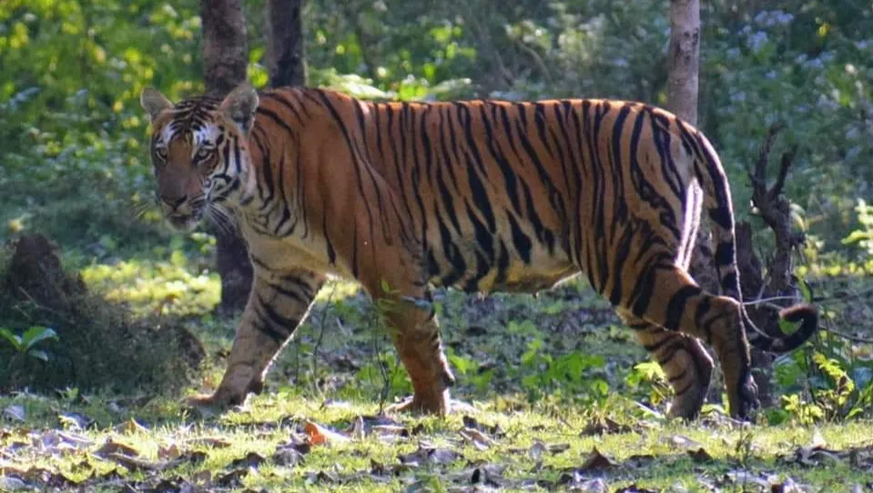 Topslip Tiger Forest