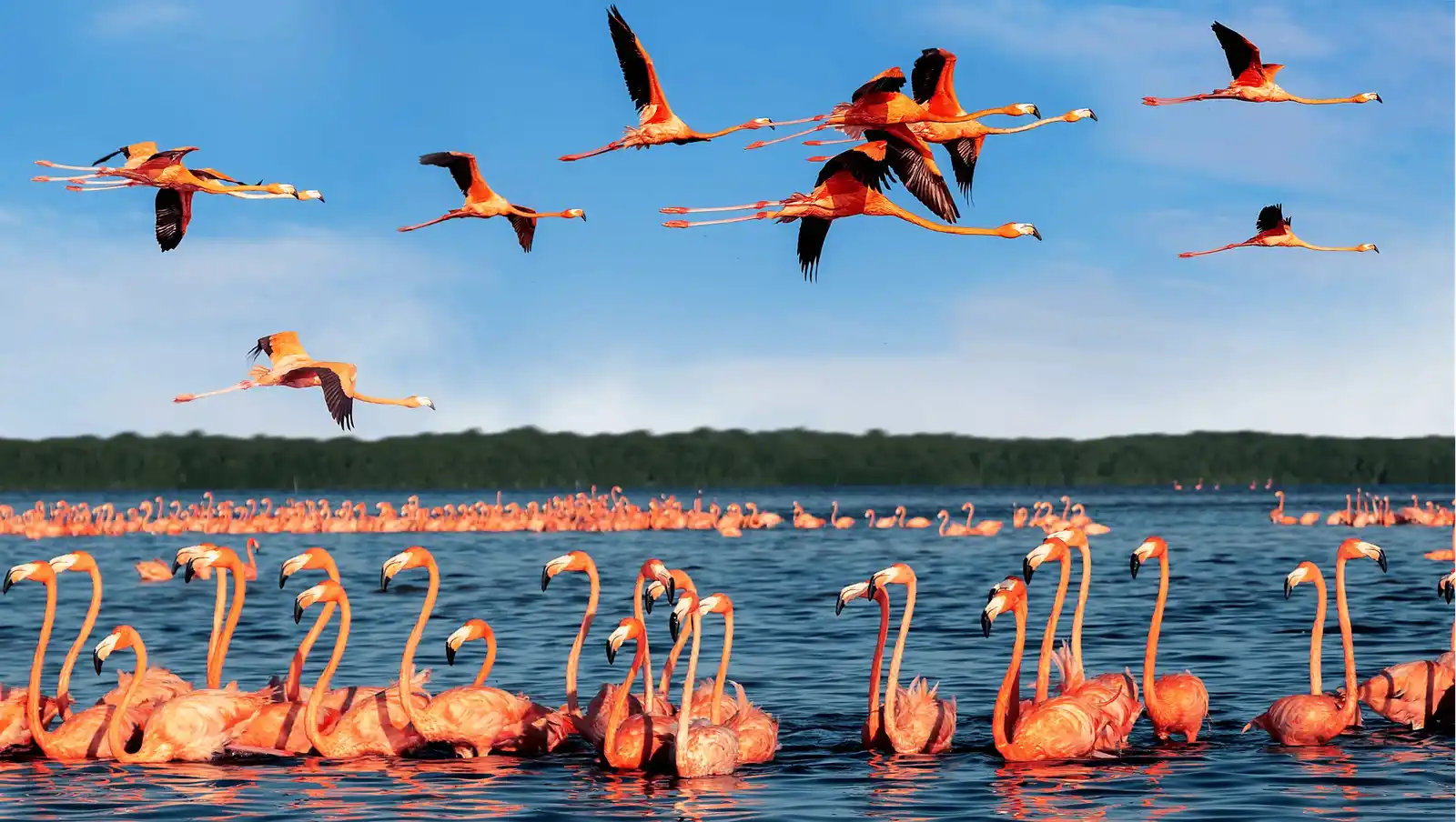  Nal Sarovar Bird Sanctuary