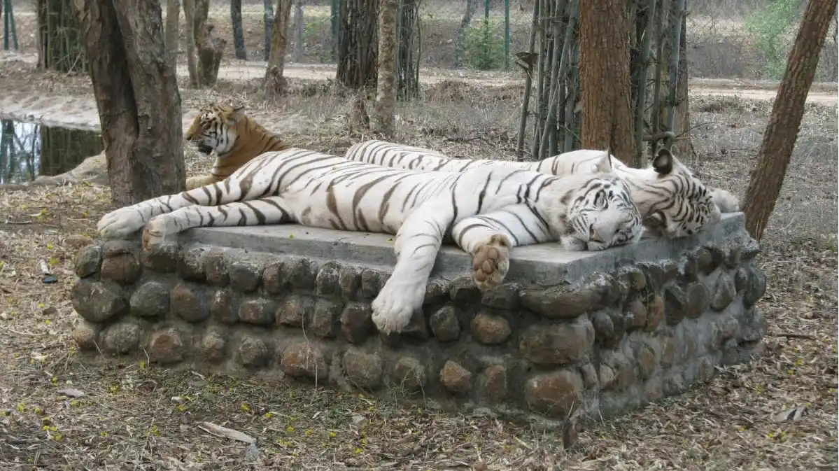 Bannerghatta National Park