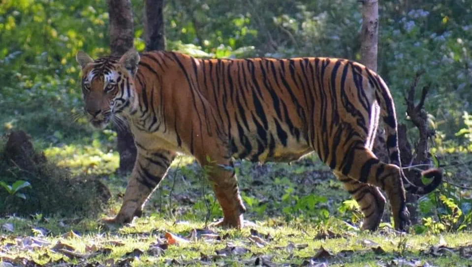 Kishanpur Wildlife Sanctuary