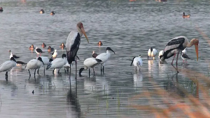 Sultanpur National Park