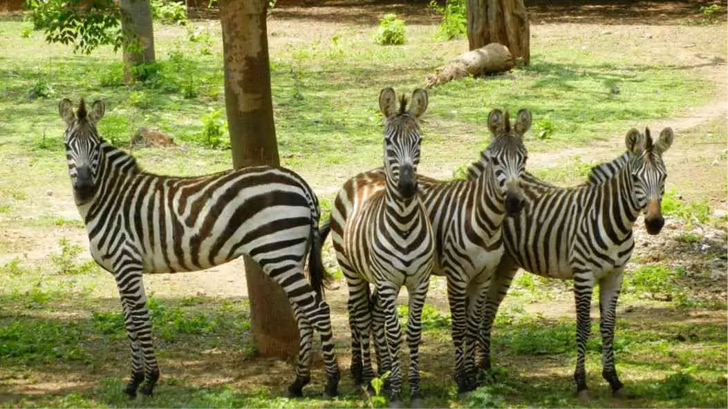 Mysore Zoo - 5 KM