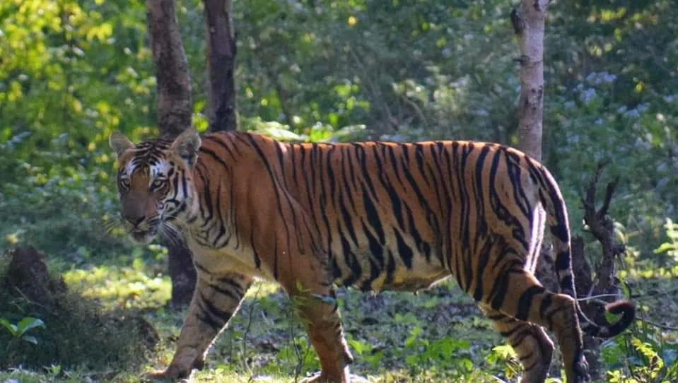 Alipore Zoo