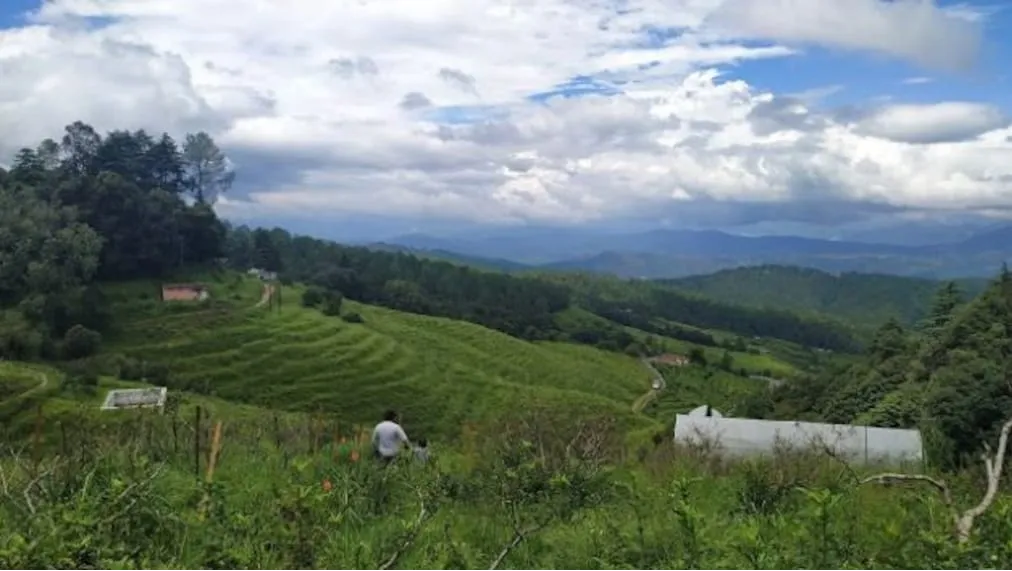 Chaubatia Orchard Treks