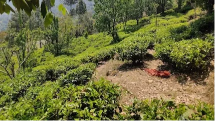 Kausani Tea Estate