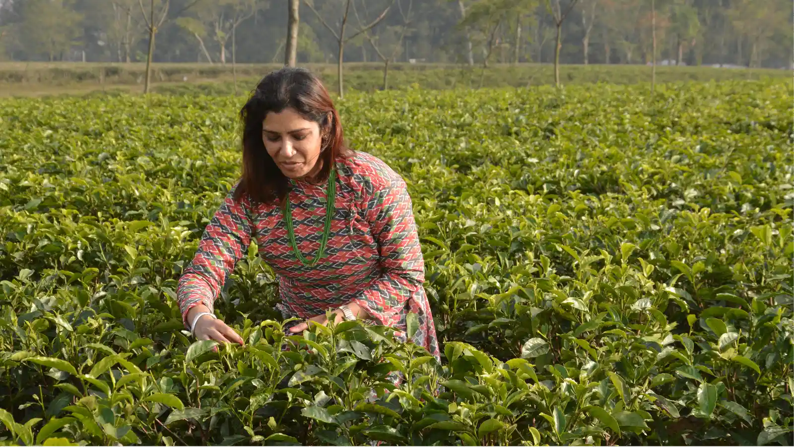 Tea Garden Tour