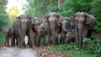 Jungle Safari