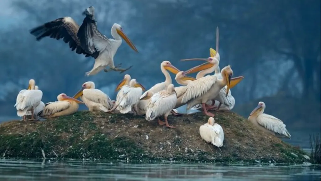 Sultanpur National Park