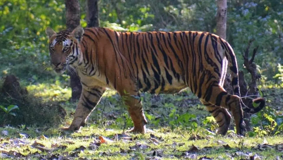 ChhattBir Zoo