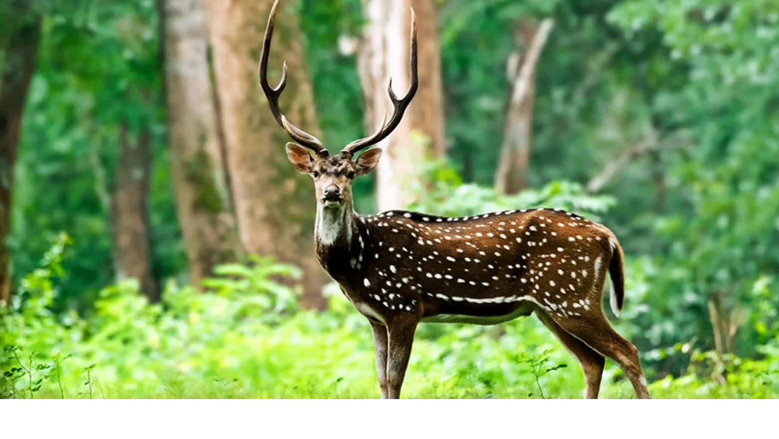 Wildlife Sanctuary 