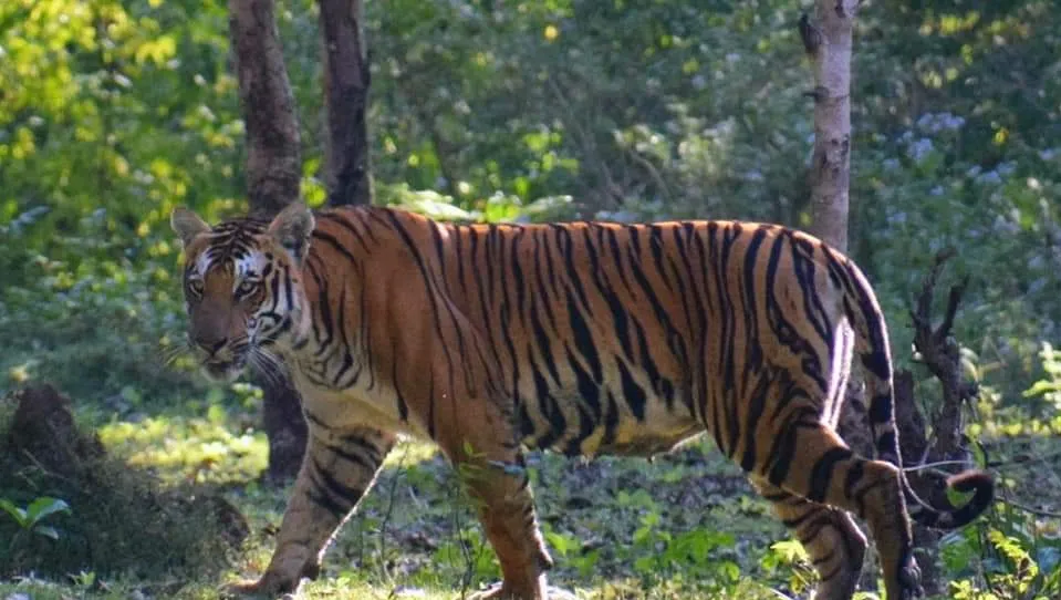 Rajiv Gandhi Zoological Park