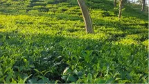 Tea Garden