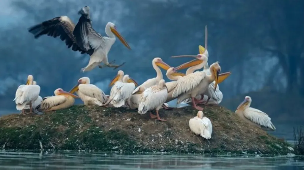 Sultanpur National Park