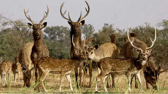 Van Vihar National Park