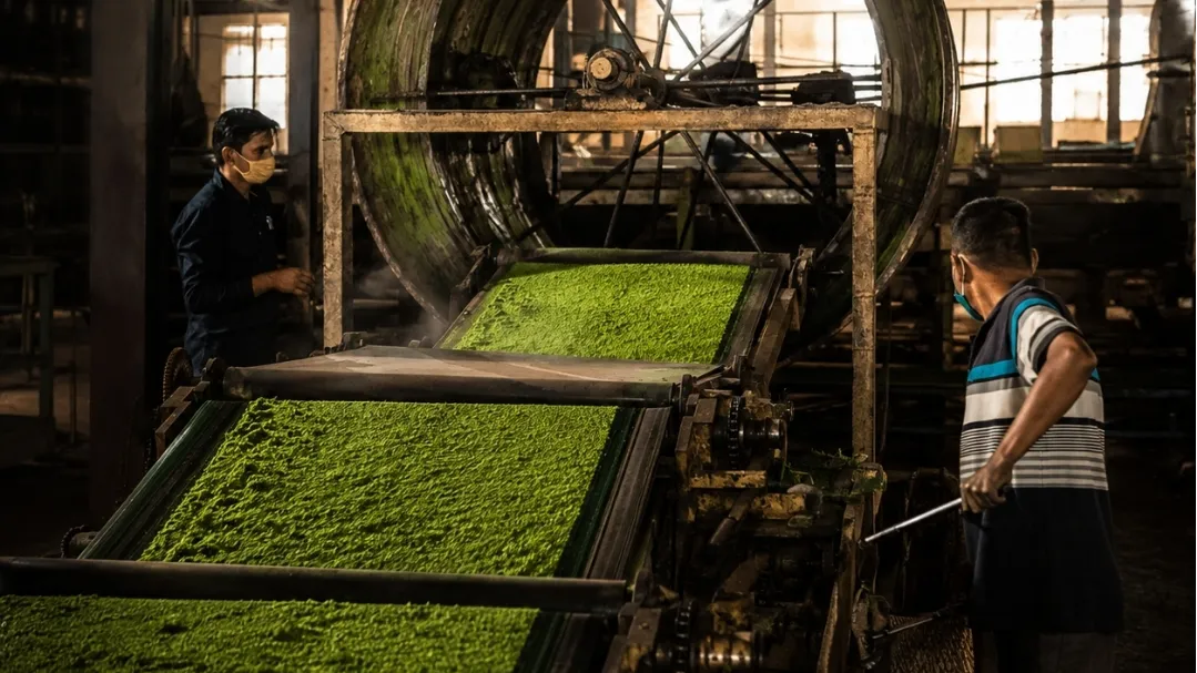 Tea Factory Tour