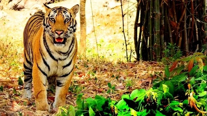 Bannerghatta Biological Park