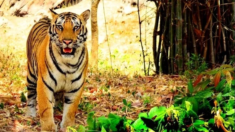 Bannerghatta Biological Park