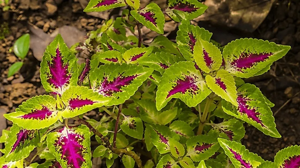 Spice Plantation & Cashew Factory