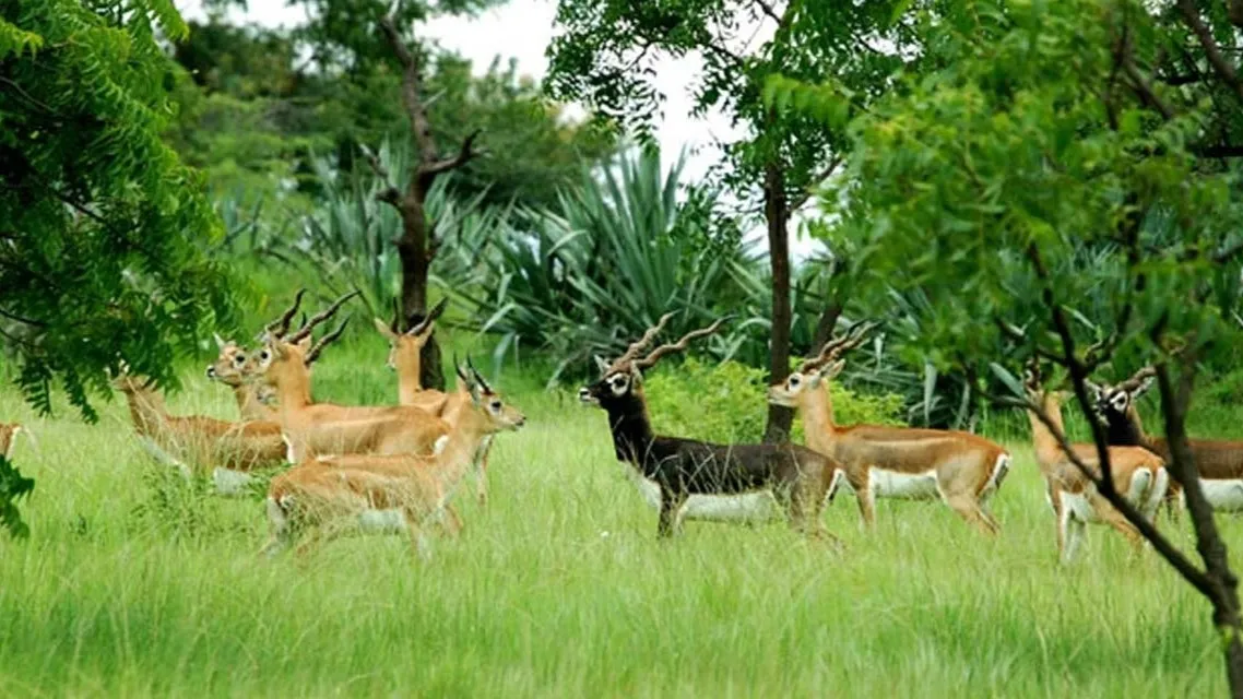 Machiya Safari Park Jodhpur