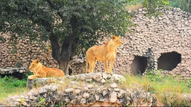 Nawab Wajid Ali Shah Zoological Garden