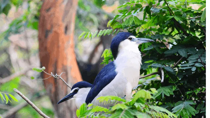 ​Guindy National Park