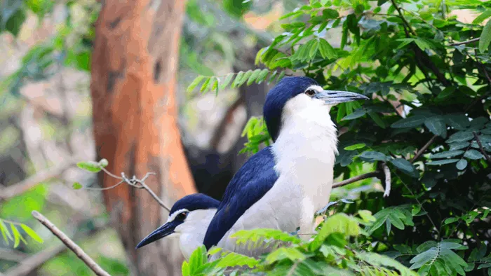 Guindy National Park