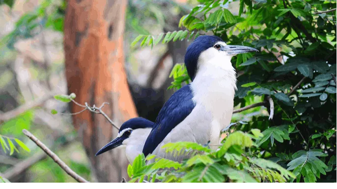 Guindy National Park