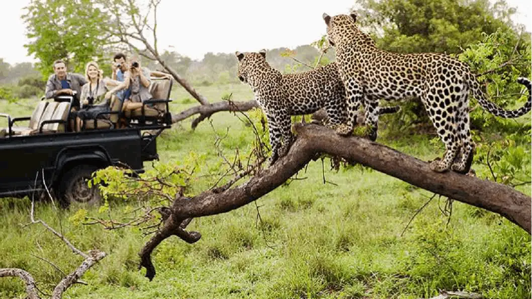 Jhalana Safari