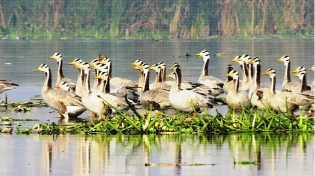The Okhla Bird Sanctuary