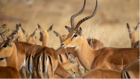 Guindy National Park