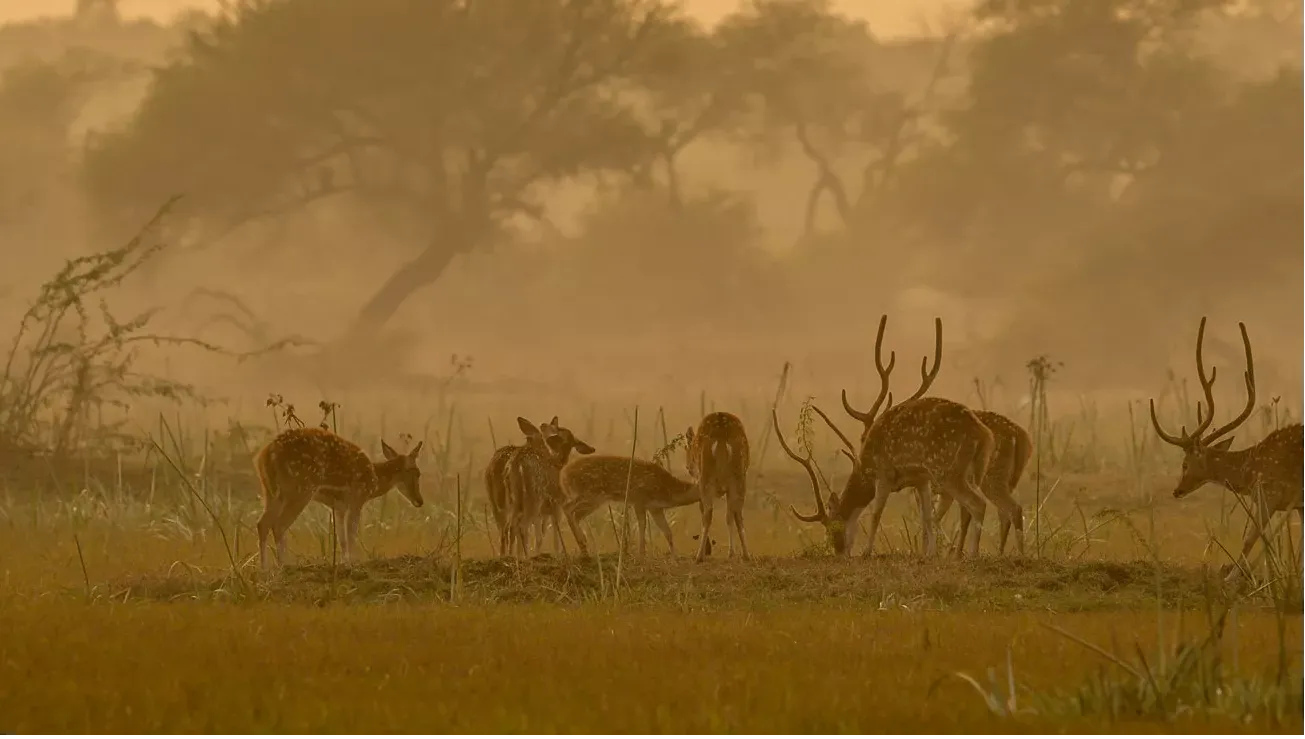 Sajjangarh Biological Park