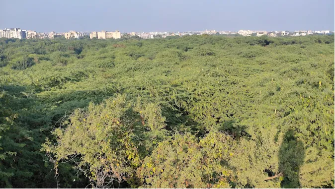 Sanjay Van Forest