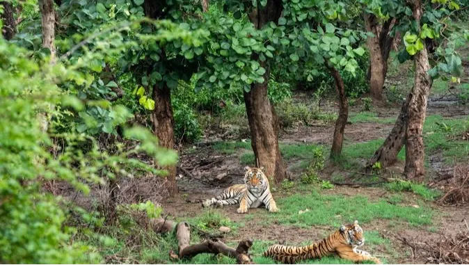 Sariska Tiger Reserve