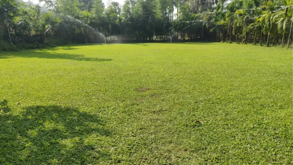 Lawn