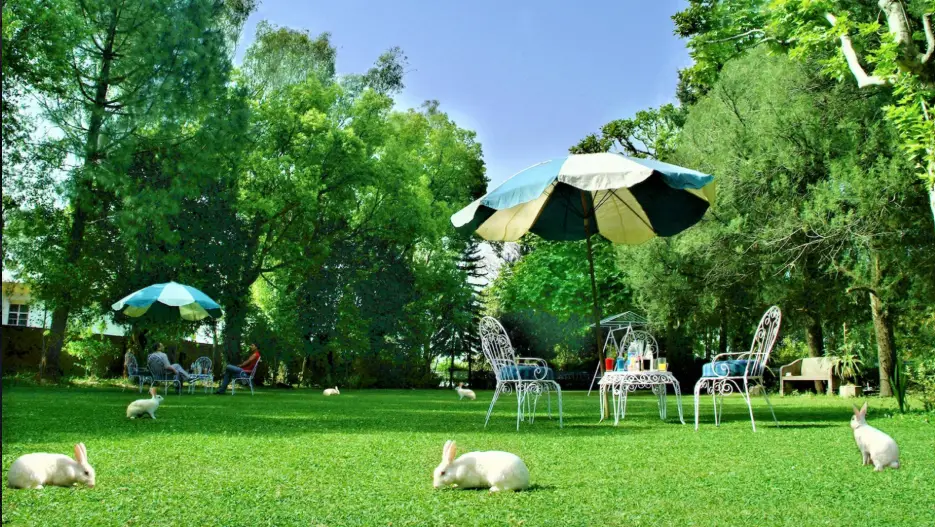 Lawn 1