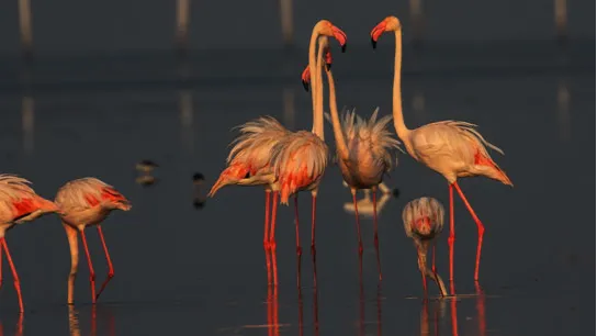 Nalbana Bird Sanctuary