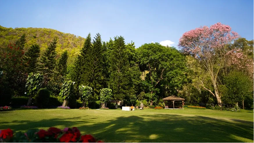 Lawn