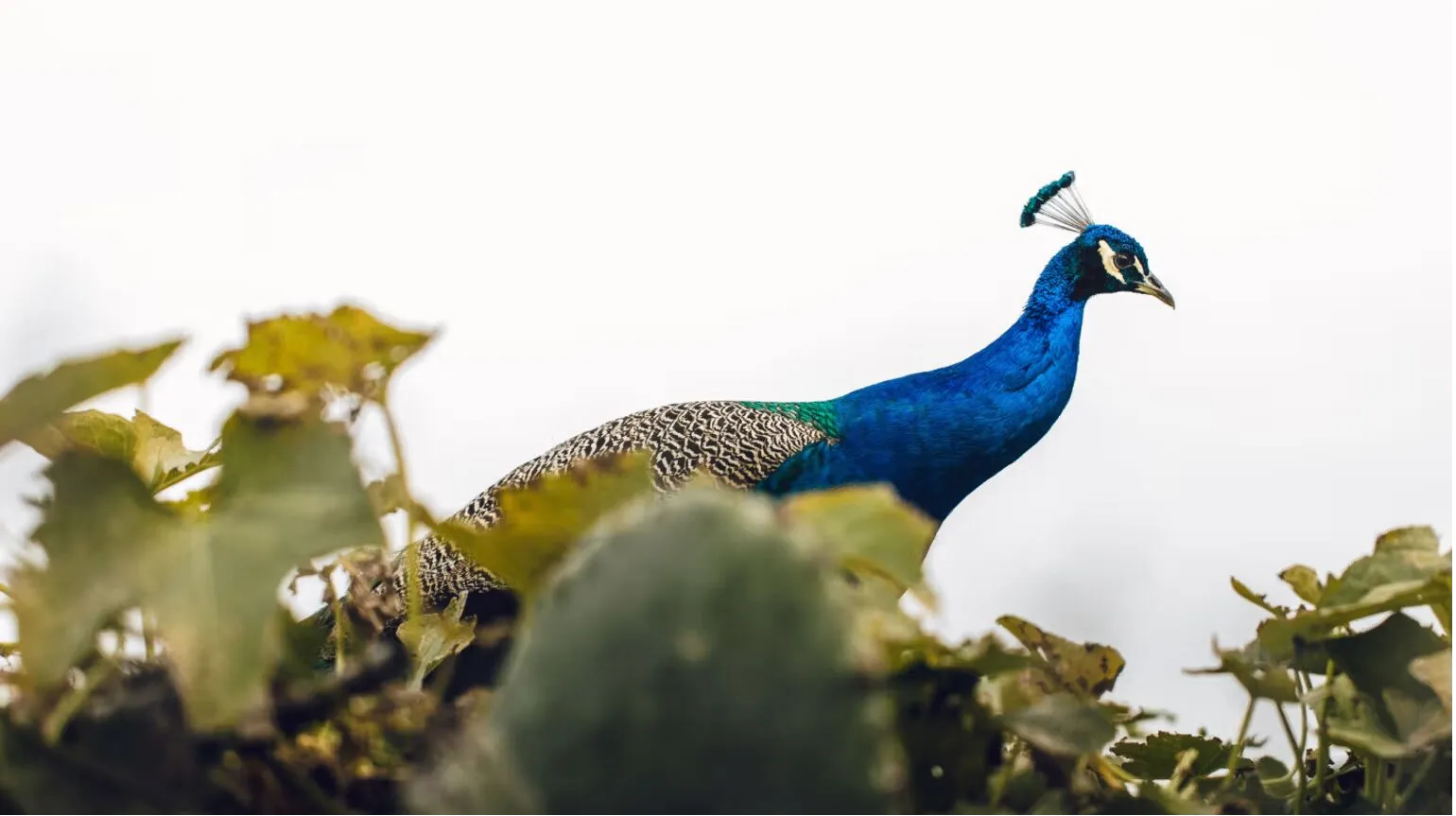 Asola Wild Life Sanctuary