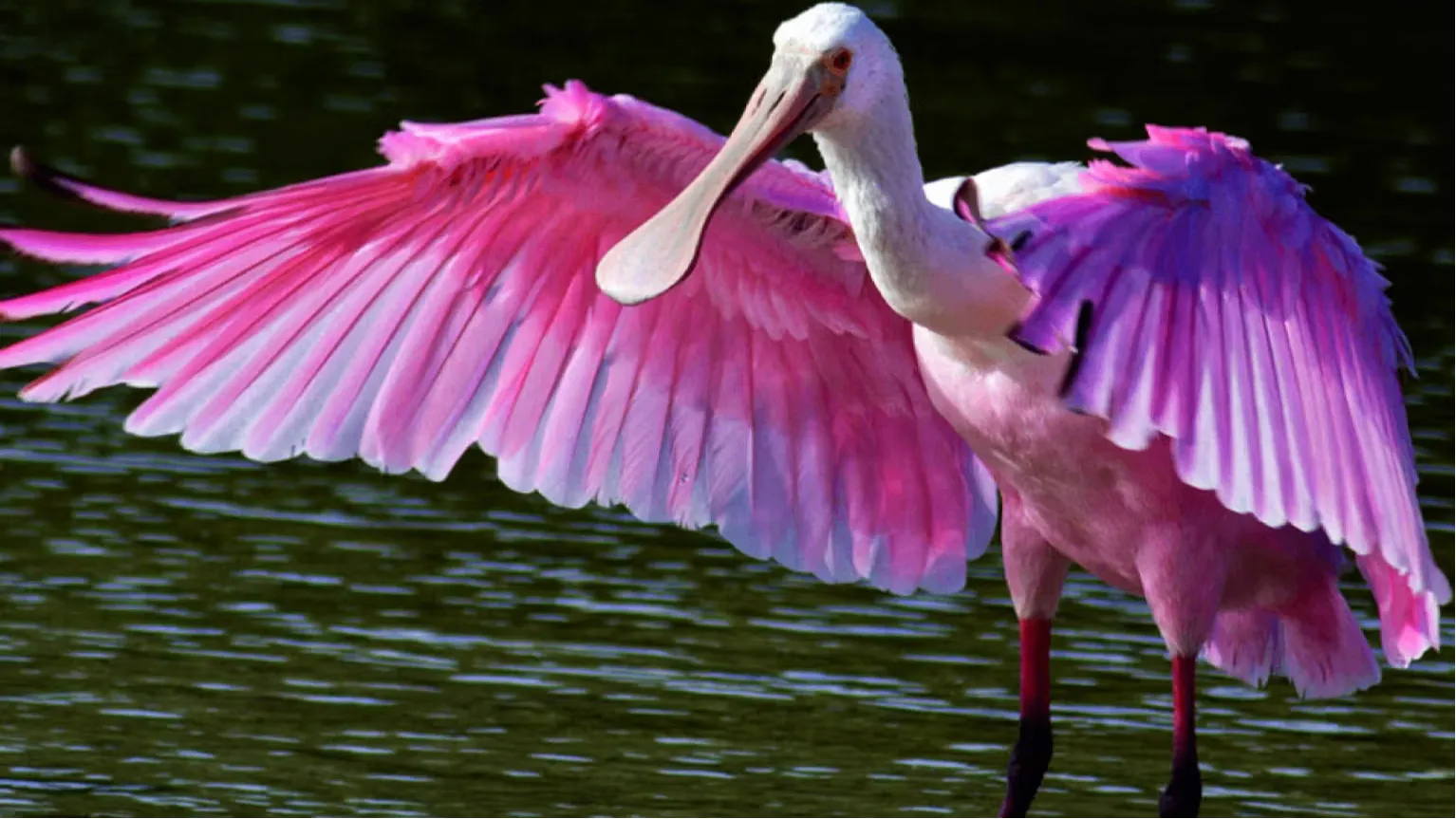 Thol Lake Sanctuary​