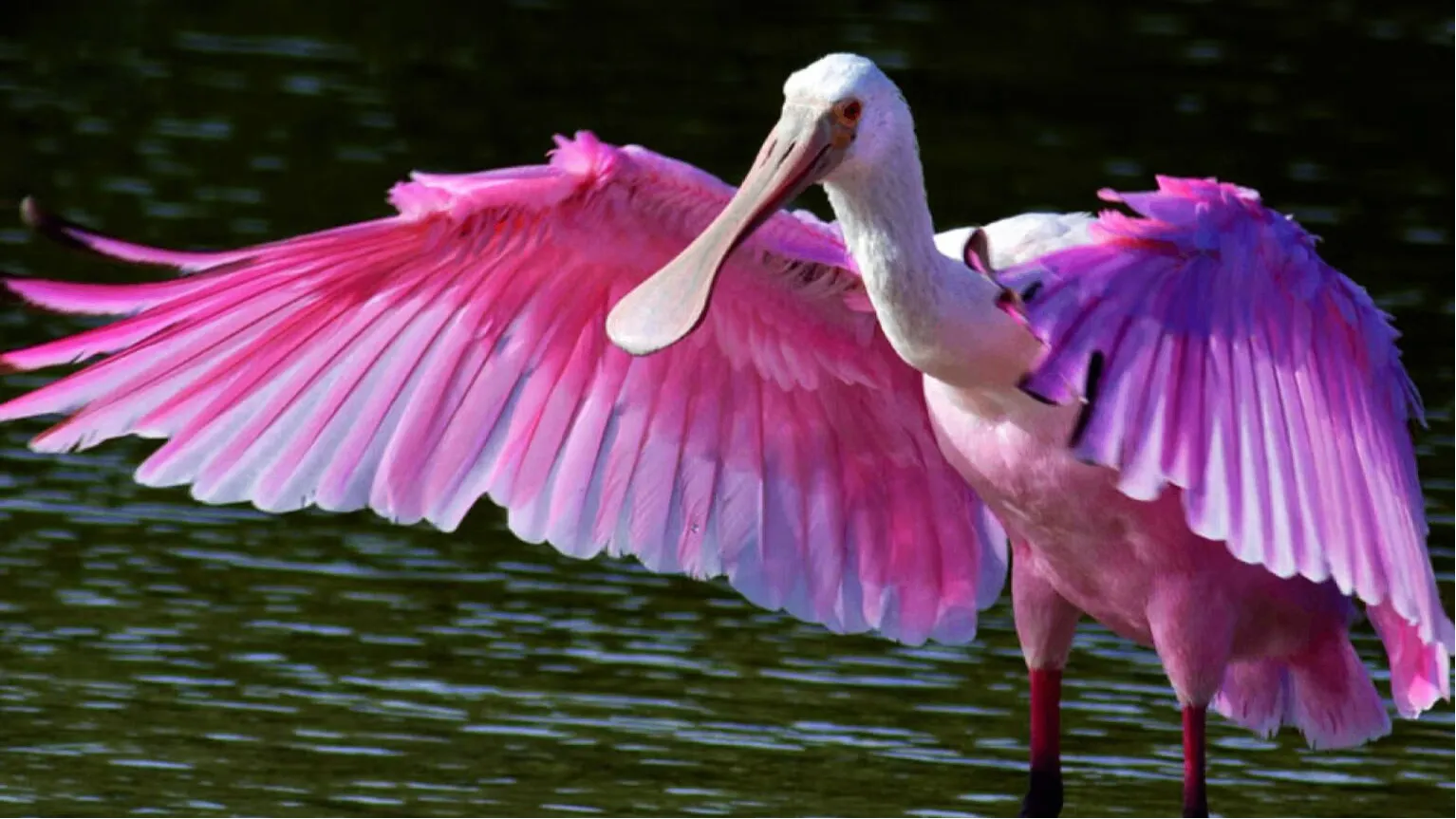 Thol Lake Sanctuary​