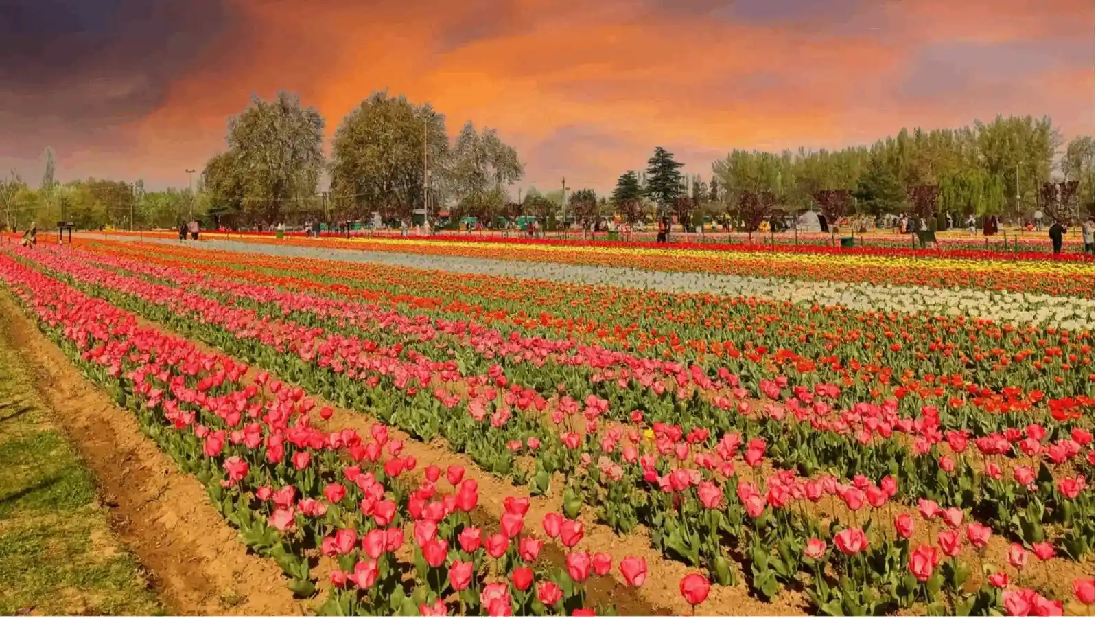 Tulip Garden Srinagar